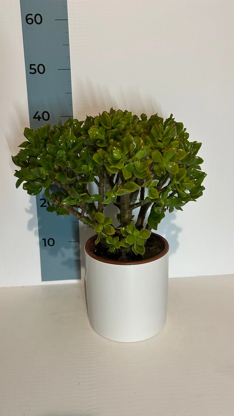 Pianta di Crassula Arborescens Undulatifolia