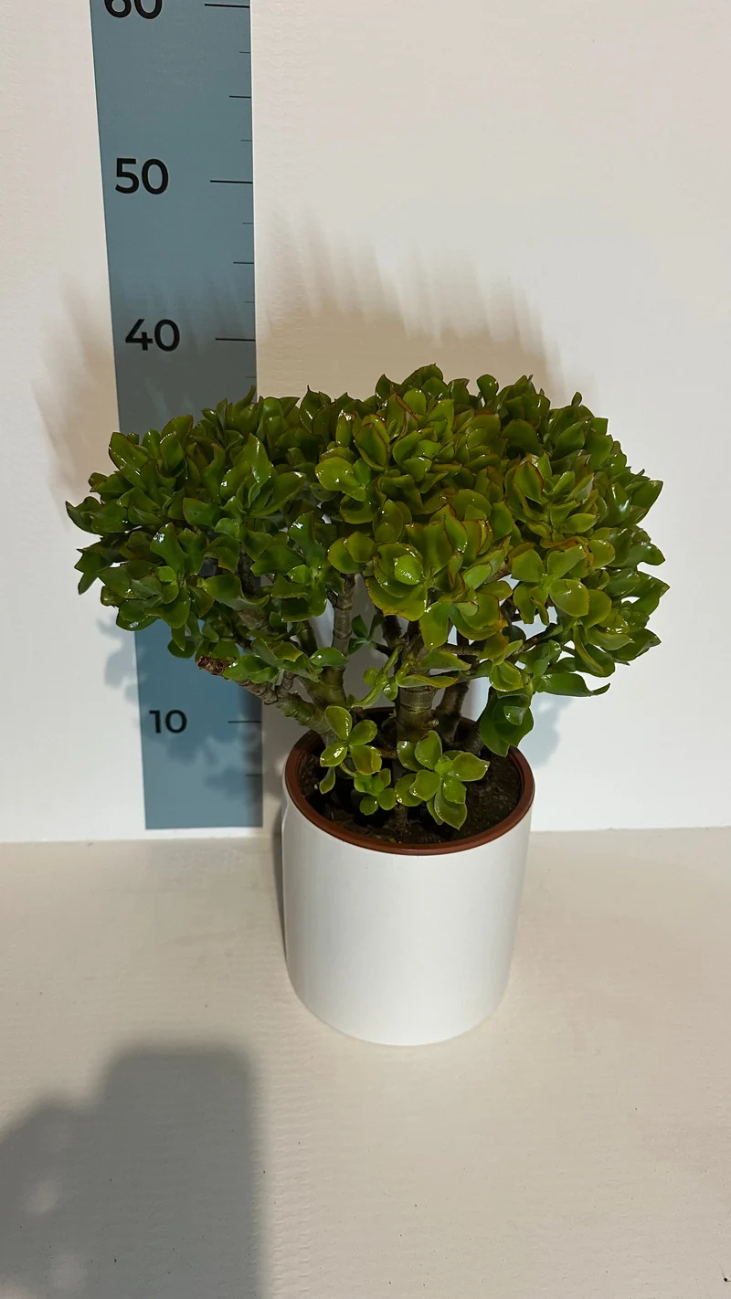 Pianta di Crassula Arborescens Undulatifolia