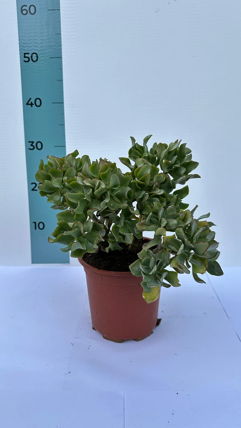 Pianta di Crassula Arborescens Undulatifolia