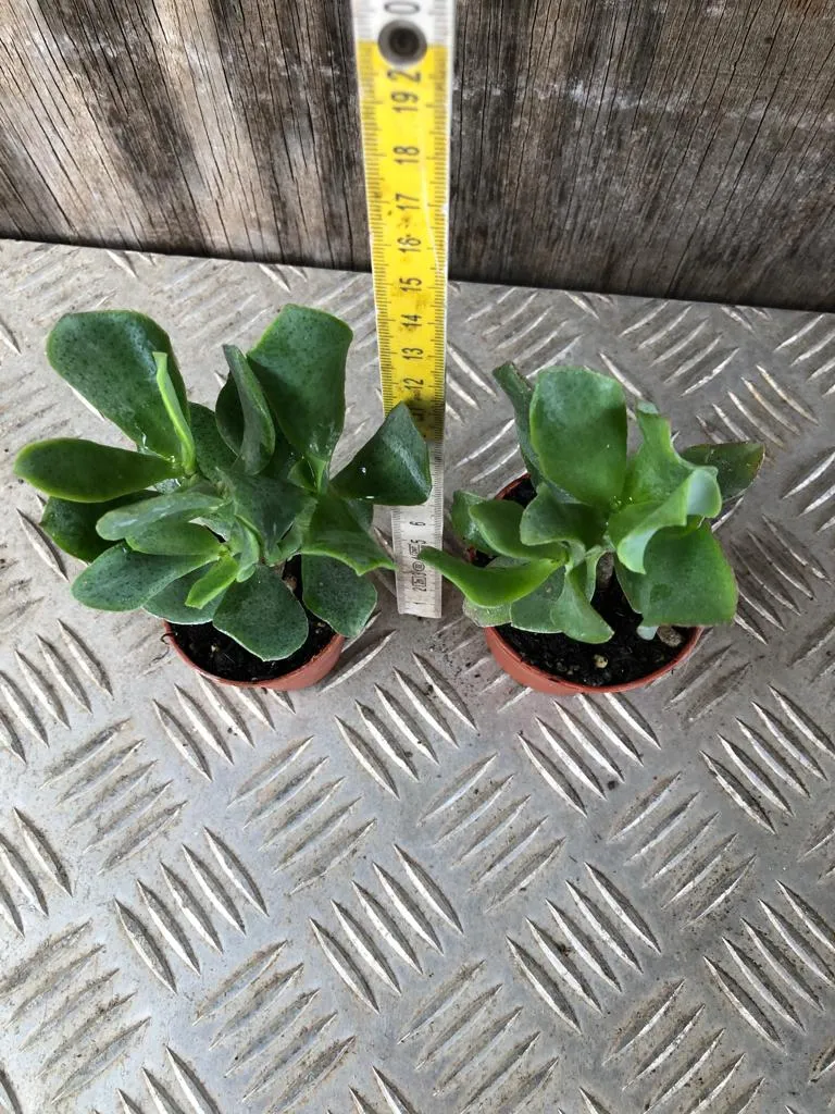 Pianta di Crassula Arborescens Undulatifolia