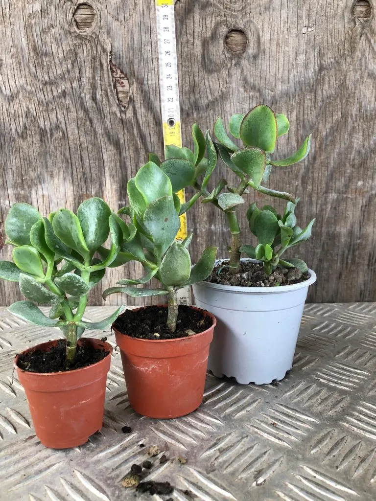 Pianta di Crassula Arborescens Undulatifolia