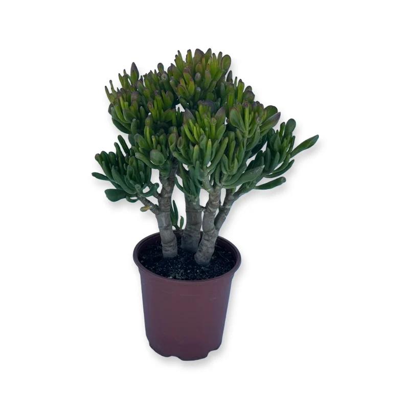 Pianta di Crassula Hobbit in vaso Ceramica