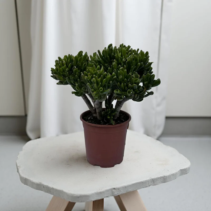 Pianta di Crassula Hobbit in vaso Ceramica