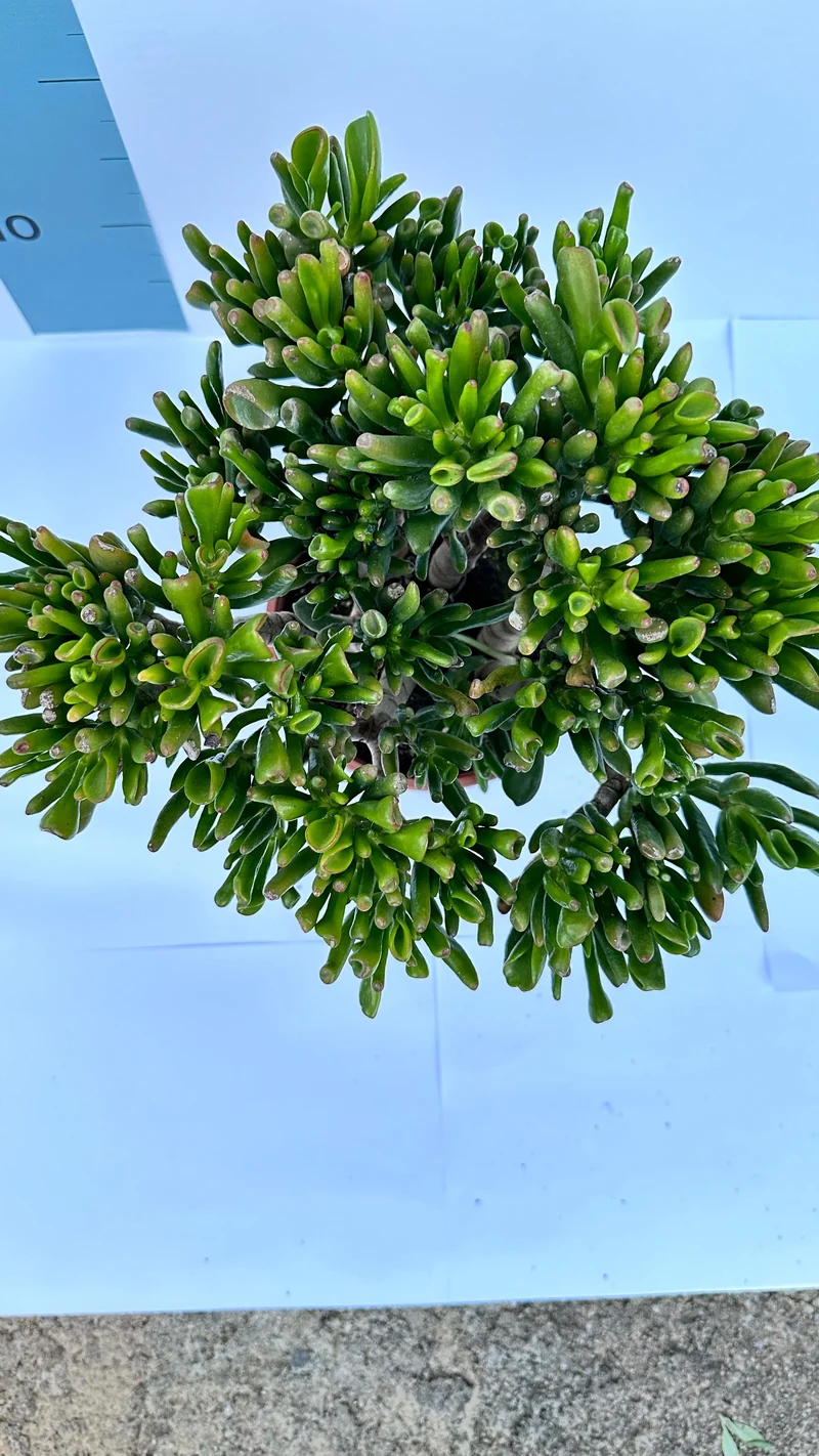 Pianta di Crassula Hobbit in vaso Ceramica