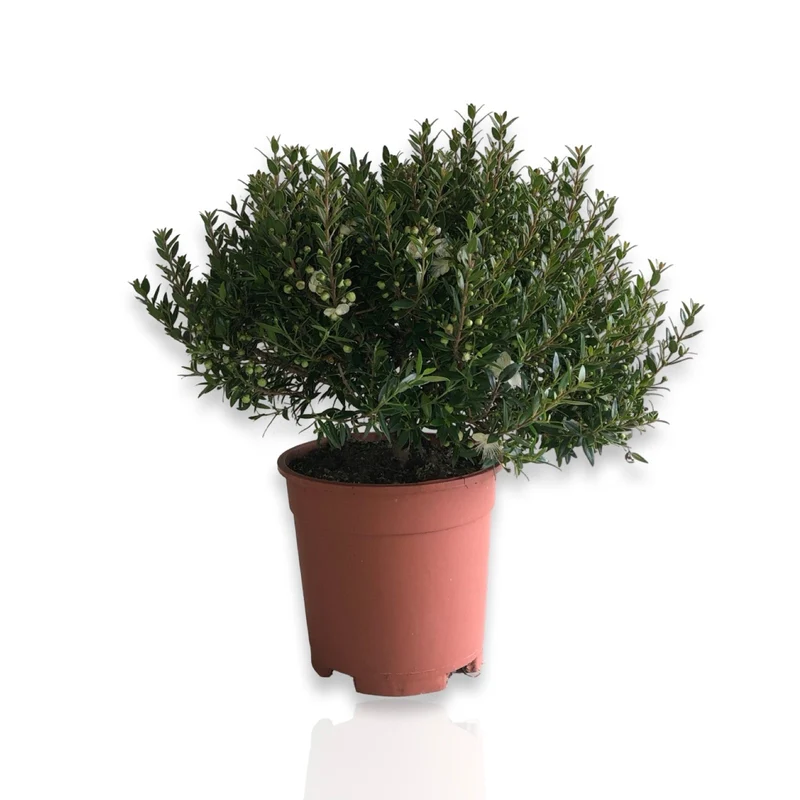 Piantina Cespuglio di Mirto simil-Bonsai - Myrtus Microphylla CERTIFICATA