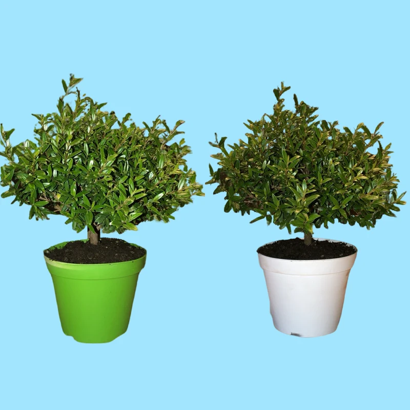 Piantina Cespuglio di Mirto simil-Bonsai - Myrtus Microphylla CERTIFICATA