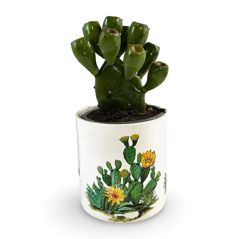 Mini Piantina di Opuntia Vulgaris CERTIFICATA