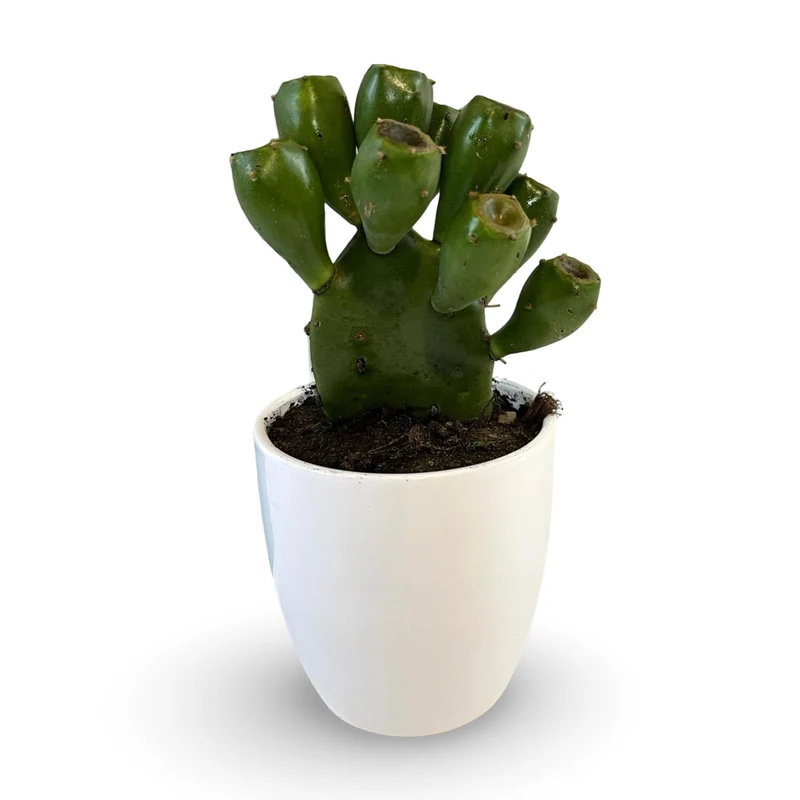 Mini Piantina di Opuntia Vulgaris CERTIFICATA