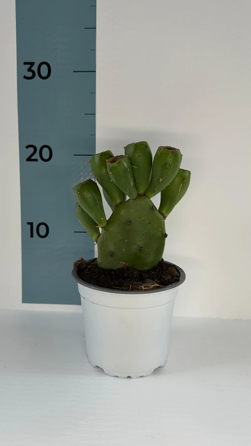 Mini Piantina di Opuntia Vulgaris CERTIFICATA