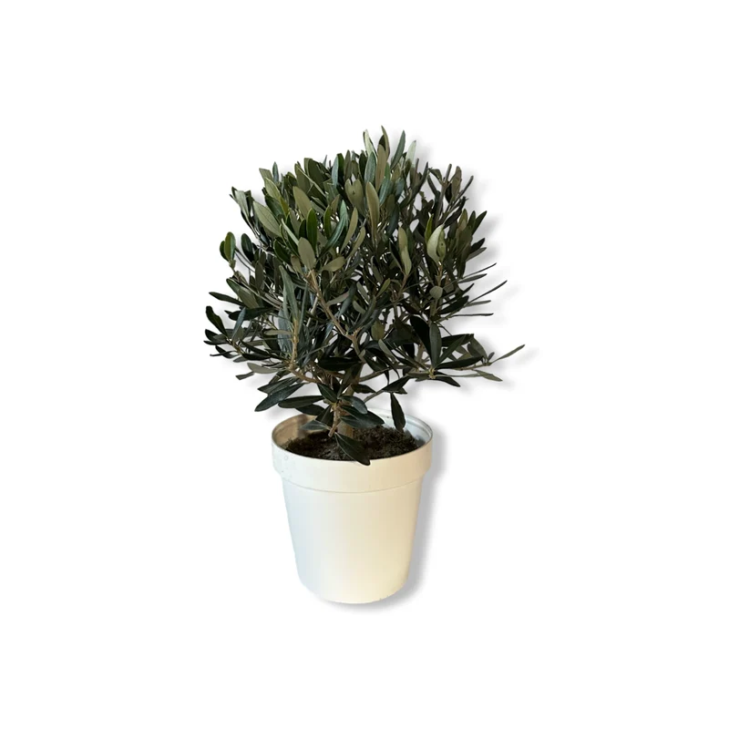 Ulivo cespuglio simil-Bonsai cipressino in vaso plastica CERTIFICATA