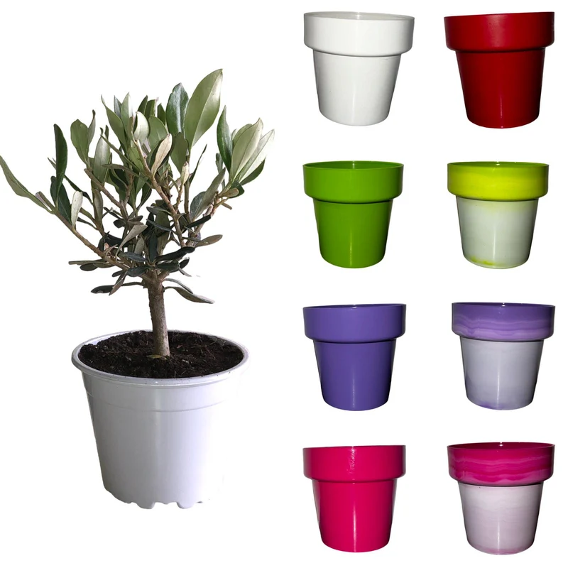 Ulivo cespuglio simil-Bonsai cipressino in vaso plastica CERTIFICATA