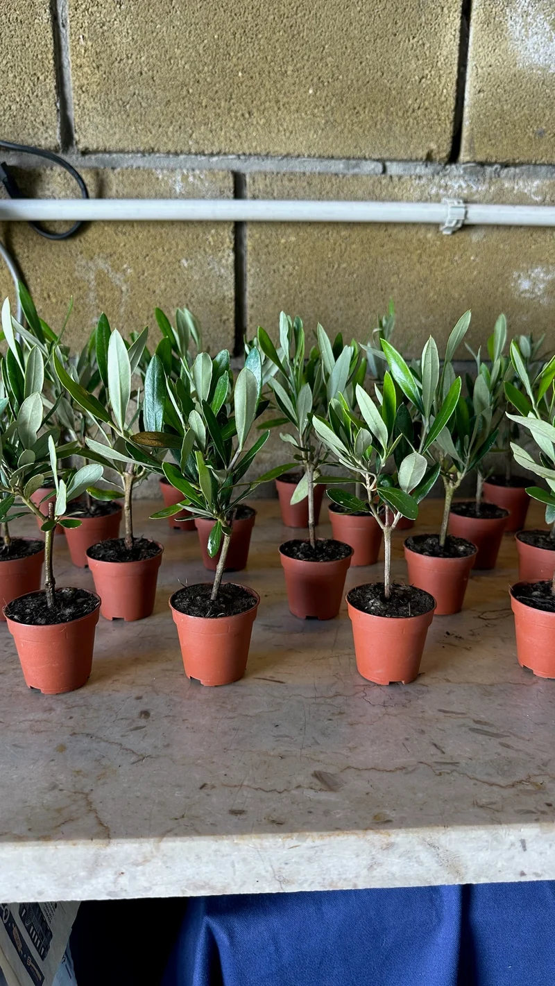 Ulivo cespuglio simil-Bonsai cipressino in vaso plastica CERTIFICATA