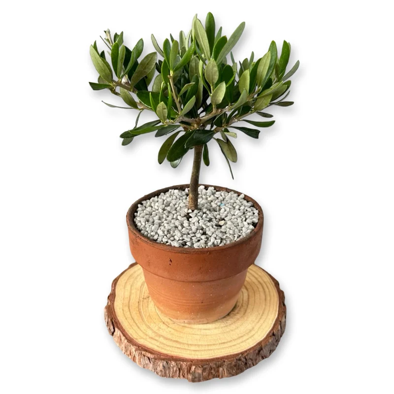 Ulivo cespuglio simil-Bonsai cipressino in vaso plastica CERTIFICATA