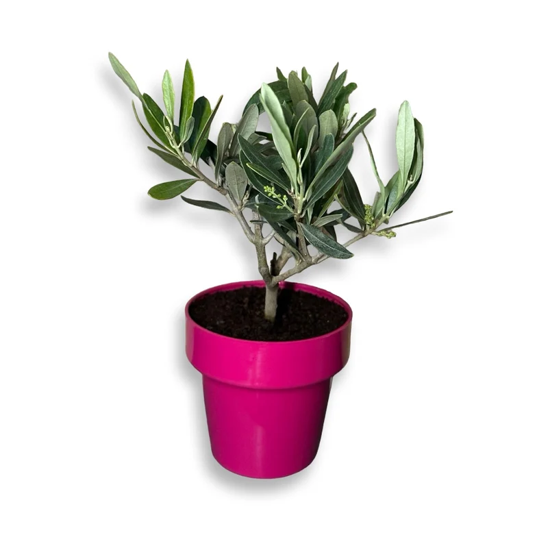 Ulivo cespuglio simil-Bonsai cipressino in vaso plastica CERTIFICATA