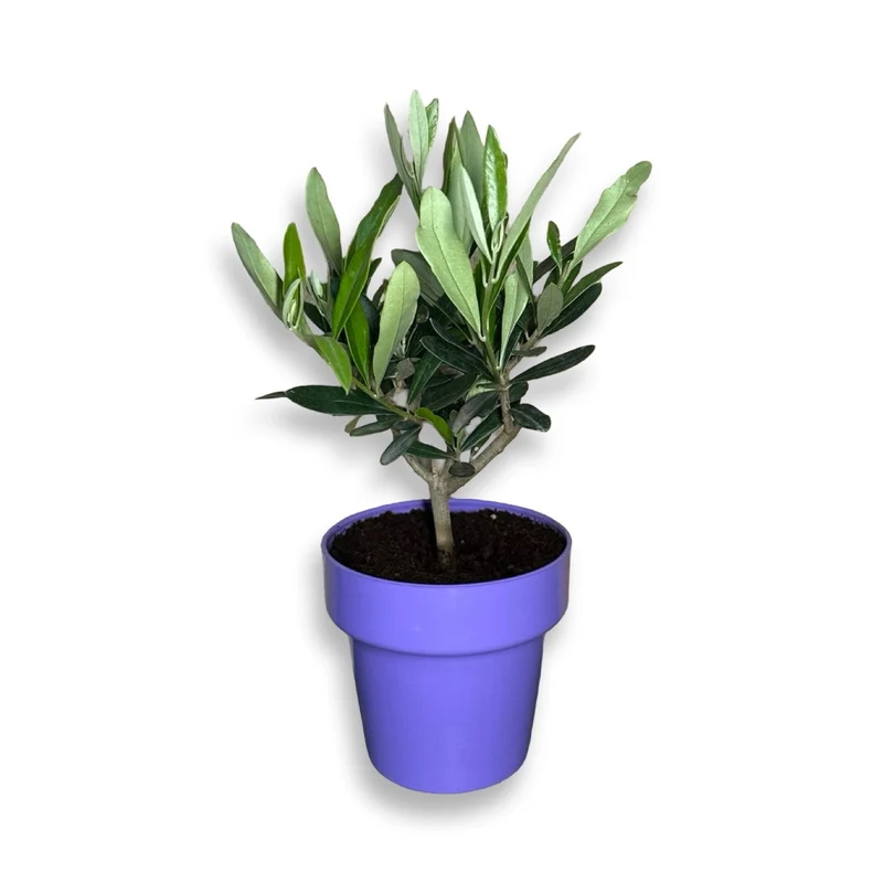 Ulivo cespuglio simil-Bonsai cipressino in vaso plastica CERTIFICATA
