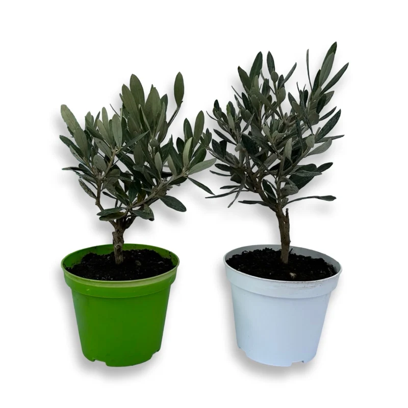 Ulivo cespuglio simil-Bonsai cipressino in vaso plastica CERTIFICATA