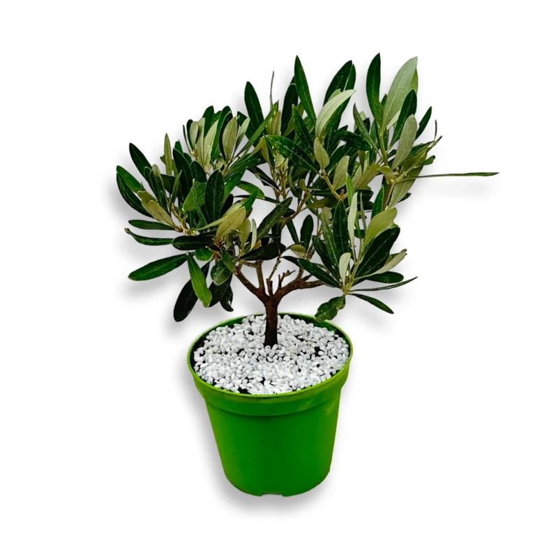 Ulivo cespuglio simil-Bonsai cipressino in vaso plastica CERTIFICATA