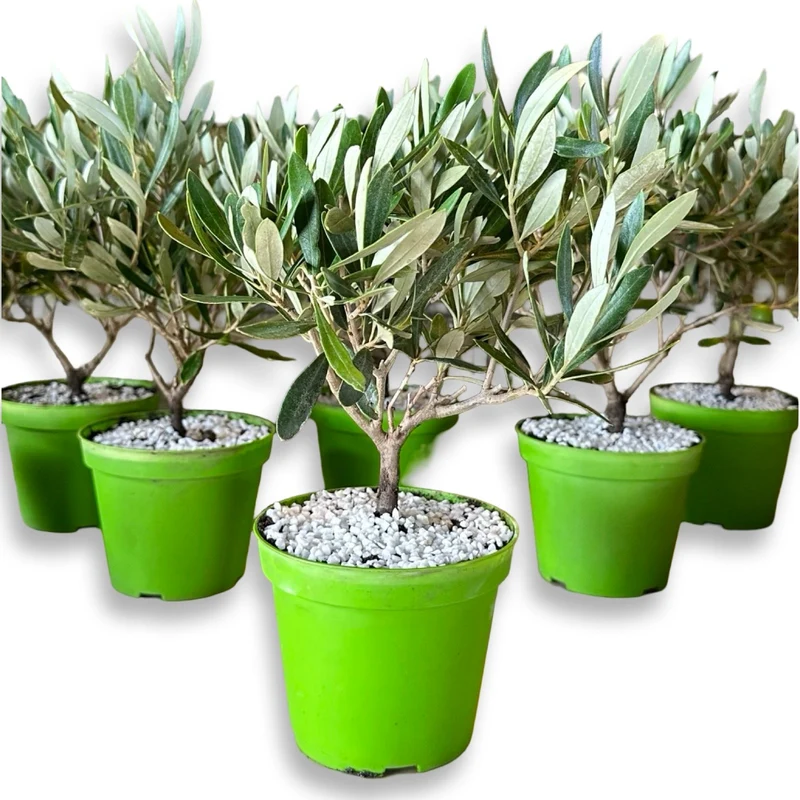 Ulivo cespuglio simil-Bonsai cipressino in vaso plastica CERTIFICATA