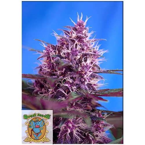 SWEET SEEDS - RED POISON AUTO - 5+2 SEMI