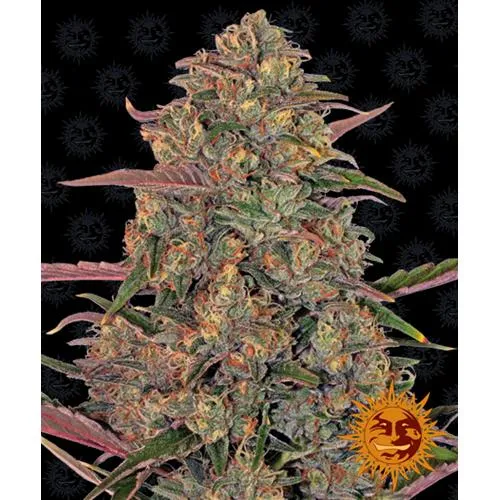 BARNEY'S FARM - PINEAPPLE CHUNK FEM - 5 SEMI