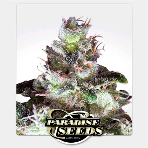 PARADISE SEEDS - ORIGINAL WHITE WIDOW (IBL) - 5 SEMI