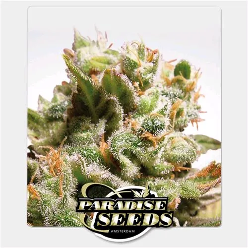 PARADISE SEEDS - DUTCH DRAGON FEM - 5 SEMI