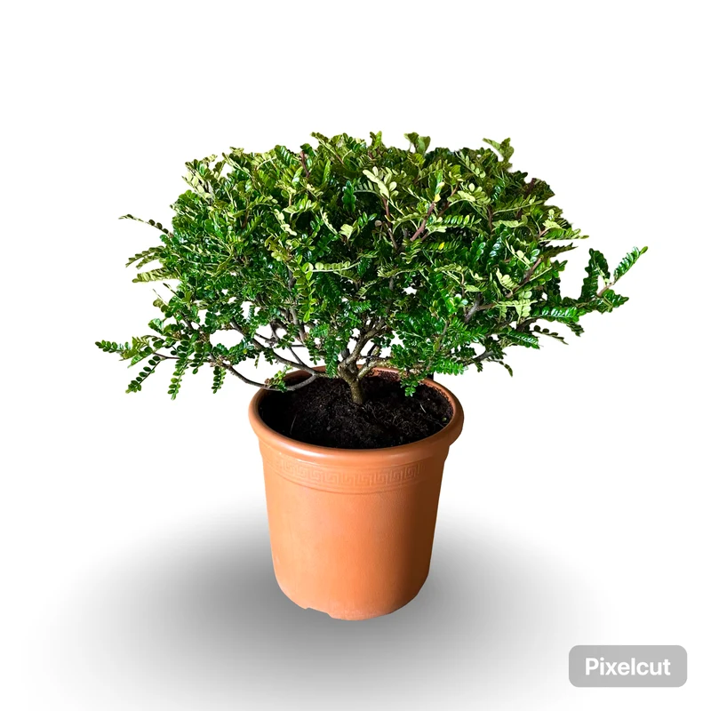 Pianta di Zanthoxylum beecheyanum - Pepe Giapponese