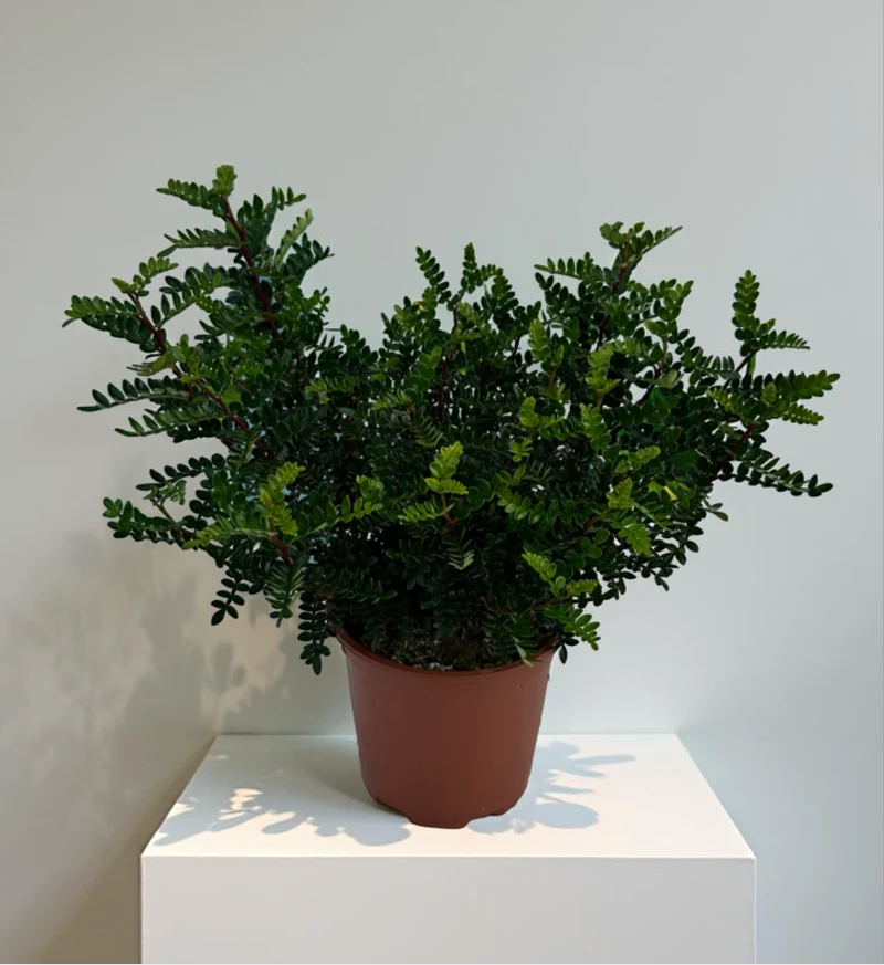 Pianta di Zanthoxylum beecheyanum - Pepe Giapponese