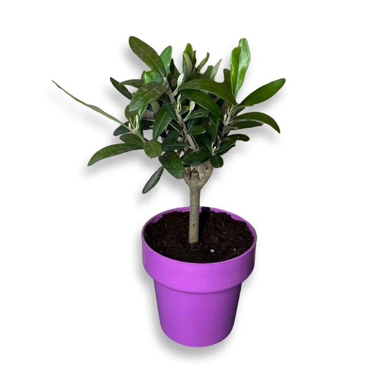 Mini Ulivo cespuglio simil-Bonsai cipressino CERTIFICATA