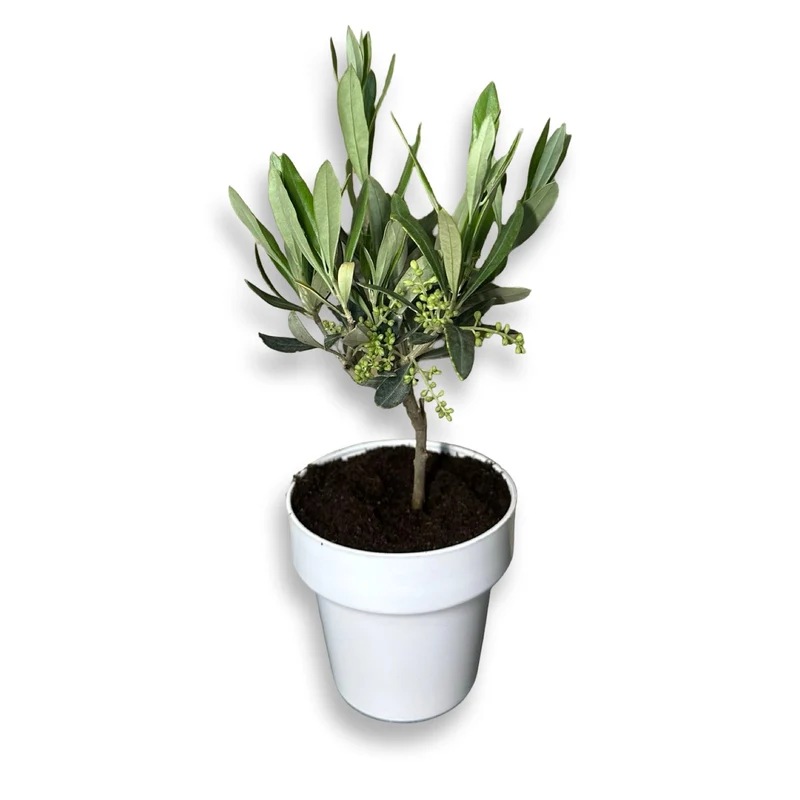 Mini Ulivo cespuglio simil-Bonsai cipressino CERTIFICATA