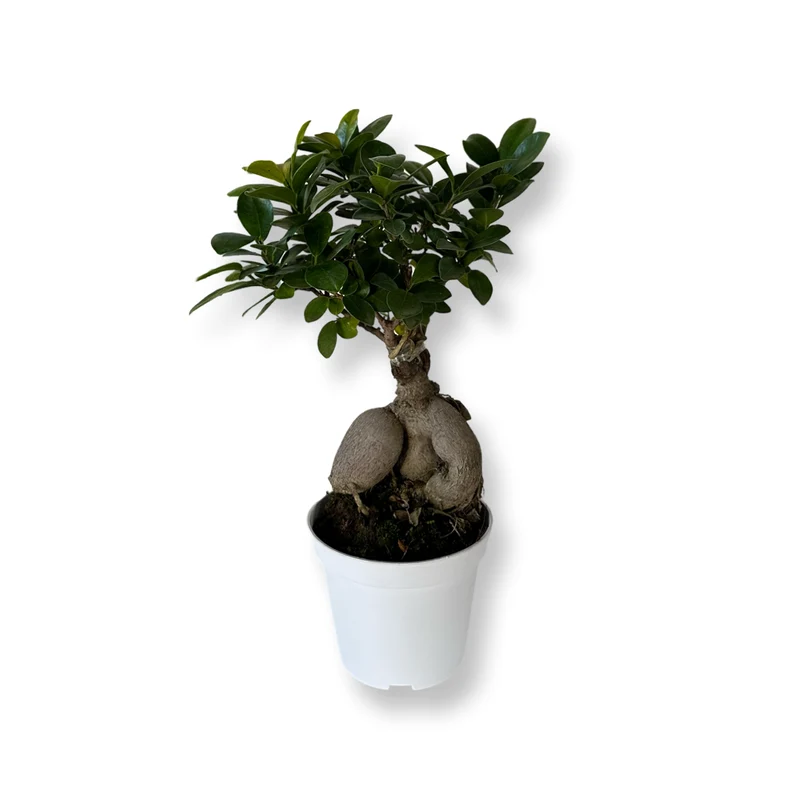 Bonsai Ginseng Ficus Microcarpa vaso plastica