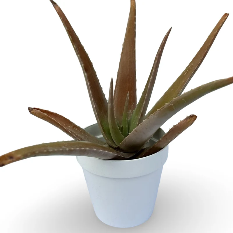 Pianta di Aloe Vera