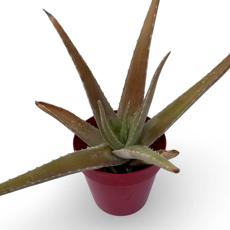 Pianta di Aloe Vera