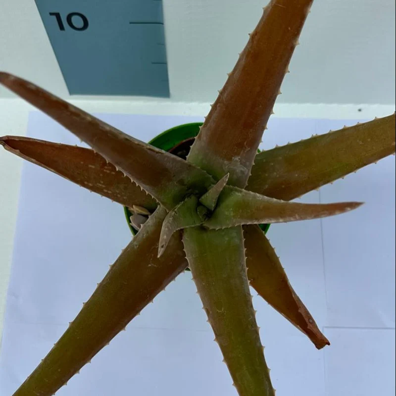 Pianta di Aloe Vera