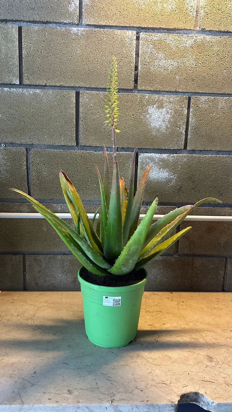 Pianta di Aloe Vera