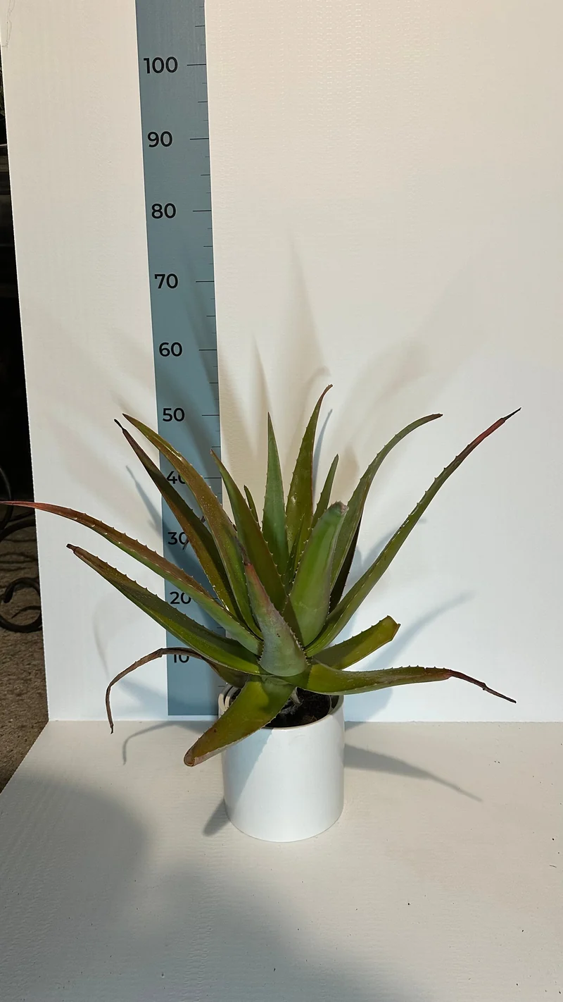 Pianta di Aloe Vera
