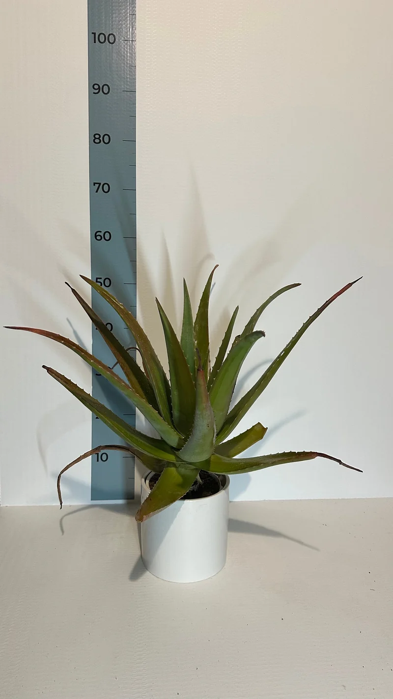 Pianta di Aloe Vera