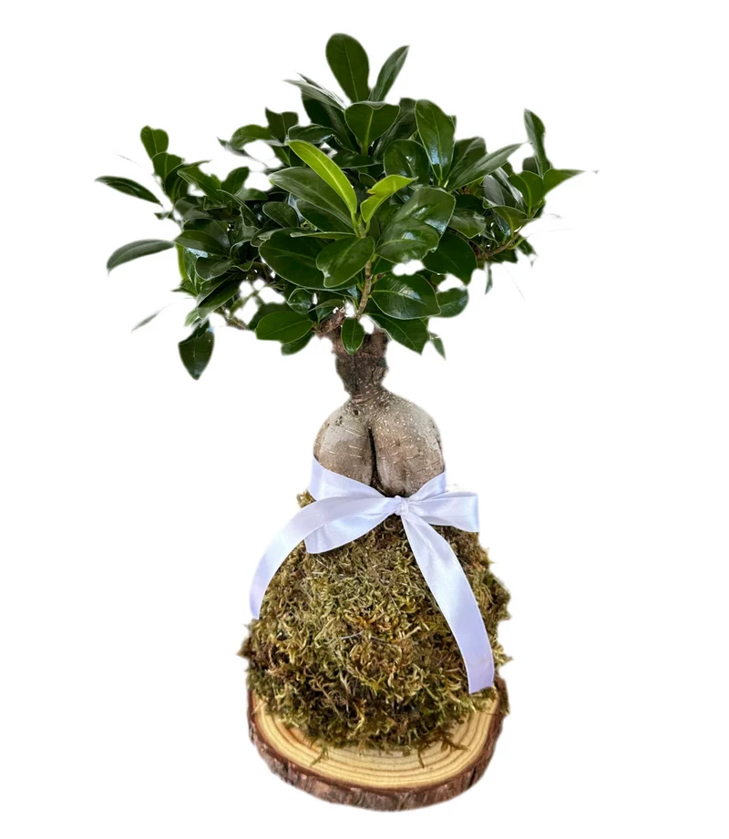 Kokedama di Ficus Ginseng Microcarpa