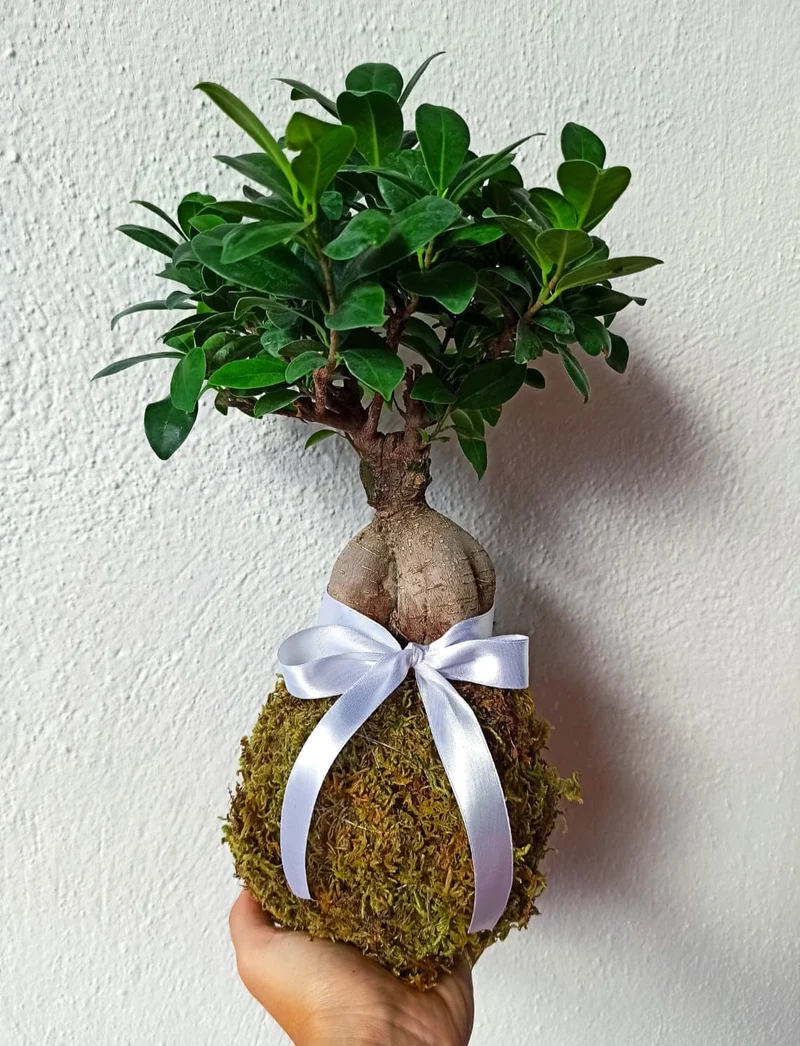 Kokedama di Ficus Ginseng Microcarpa