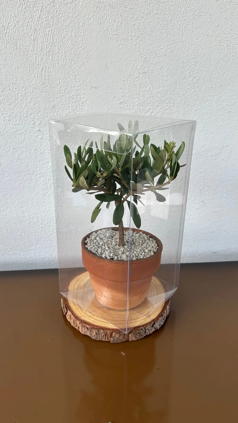 Set Piantine Ulivo bomboniere v11cm Terracotta simil Bonsai cipressino CERTIFICATE