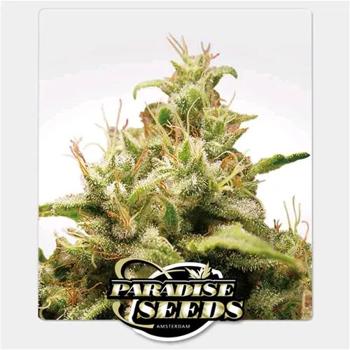 PARADISE SEEDS - OPIUM FEM - 5 SEMI