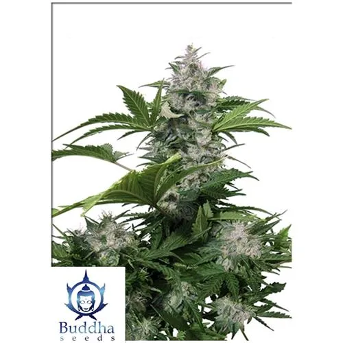 SEMI DI BUDDHA - WHITE DWARF AUTO - BLISTER 10 SEMI