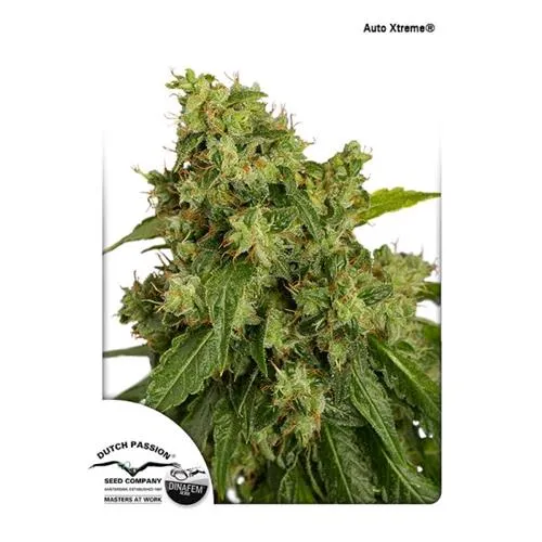 DUTCH PASSION - AUTOXTREME - 7 SEMI