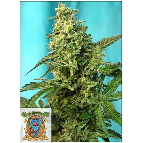 SWEET SEEDS - GREEN POISON FEM - VERSIONE F1 FAST - 5+2 SEMI