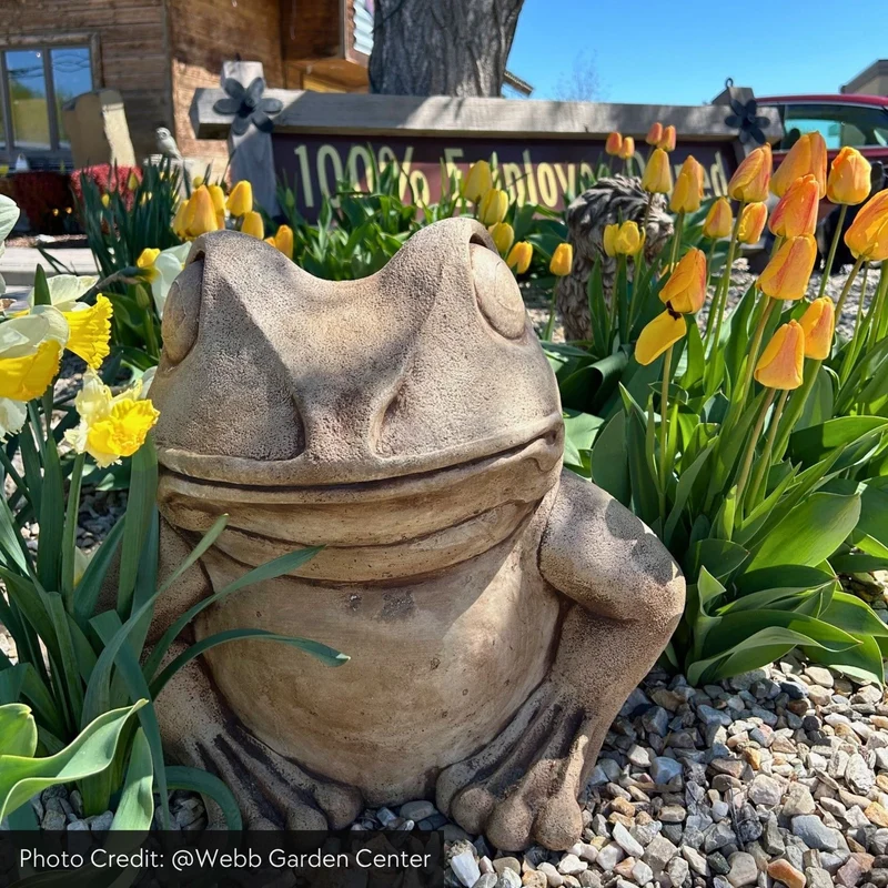 Giant Garden Frog Concrete Statue - Campania #A224