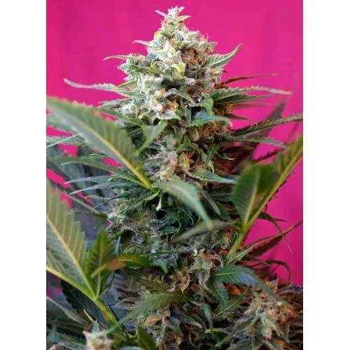 SWEET SEEDS - BIG DEVIL XL AUTO - 3+1 SEMI