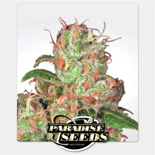 PARADISE SEEDS - AUTO ACID - 3 SEMI