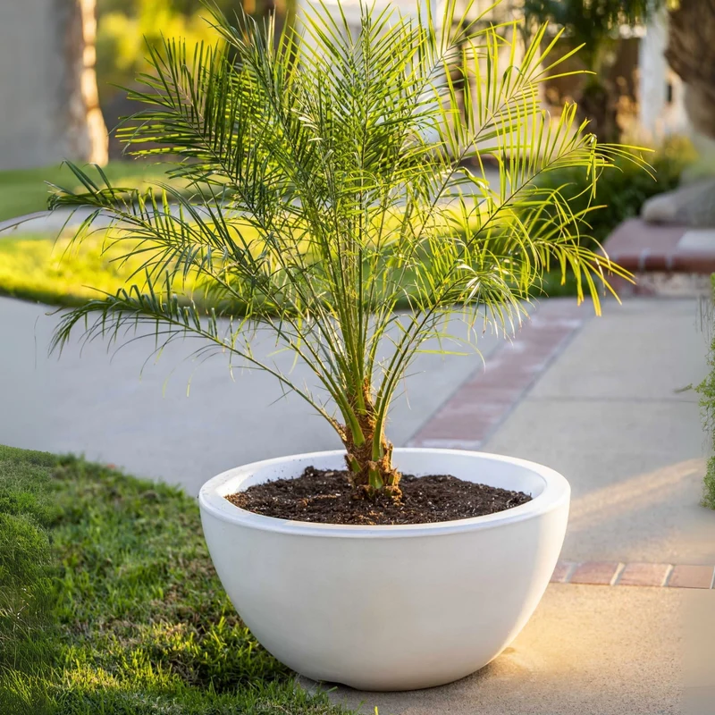 Luna Concrete Planter Bowl - The Outdoor Plus