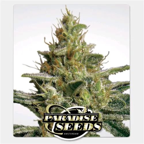 PARADISE SEEDS - ALLKUSH FEM - 3 SEMI