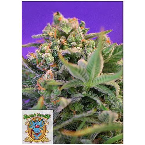 SWEET SEEDS - SWEET CHEESE FEM - 5+2 SEMI